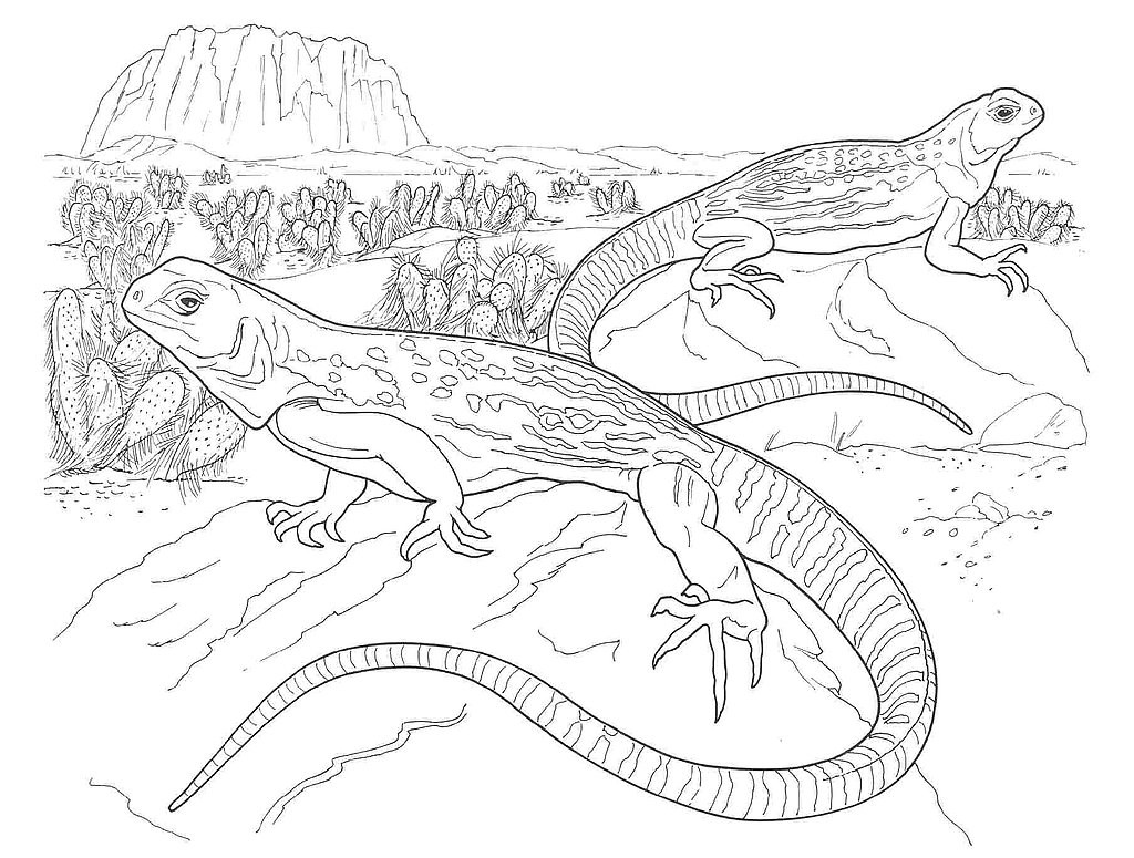 Desenho de desenho de iguana para colorir