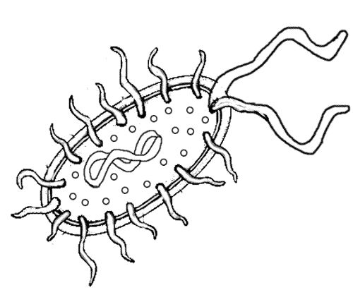 Desenho de Bactéria procarionte para colorir - Tudodesenhos