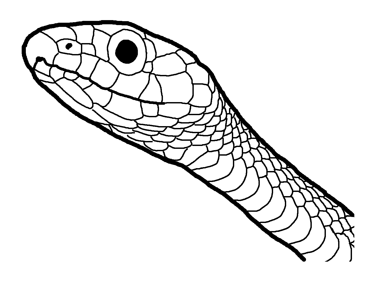 Desenho de Cabeça de cobra para colorir - Tudodesenhos